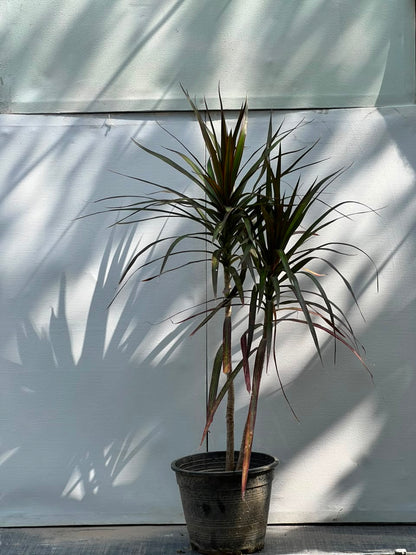 Dracaena Marginata Plant (Madagascar Dragon Tree), photo 4