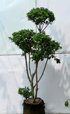 Topiary Ficus Tree 24 inch - pom pom cloud topiary in grow bag