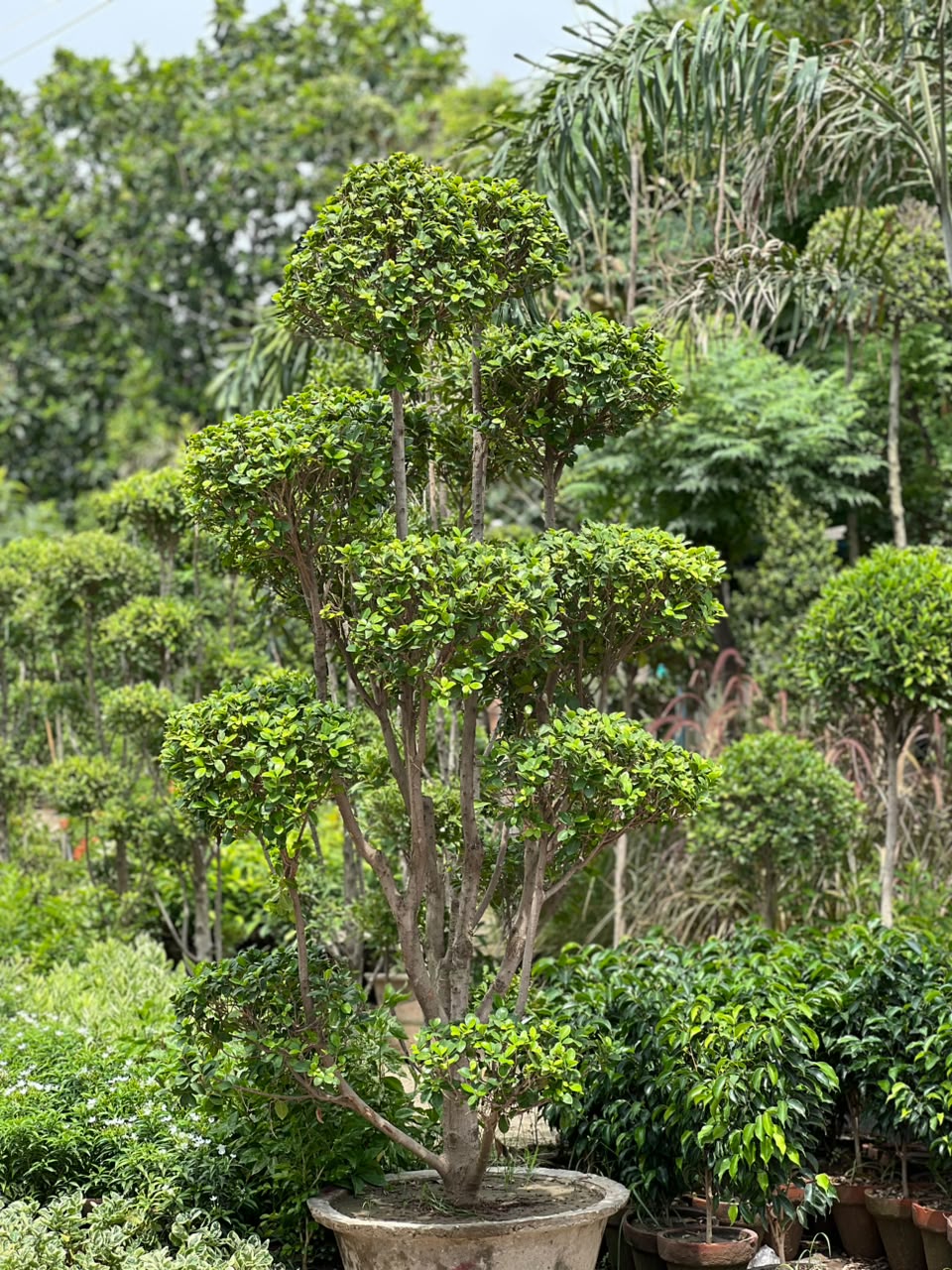 Topiary Ficus Tree - multi-tier cloud topiary at Horti Club nursery