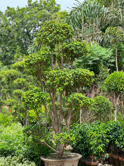 Topiary Ficus Tree - multi-tier cloud topiary at Horti Club nursery