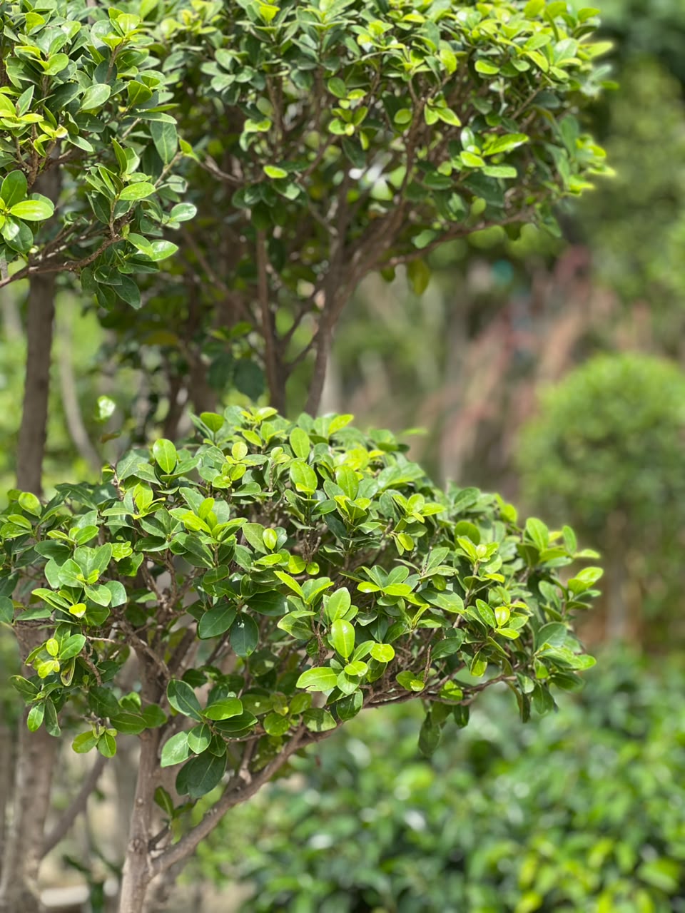 Topiary Ficus - rounded foliage clouds