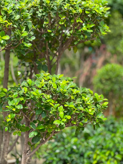 Topiary Ficus - rounded foliage clouds