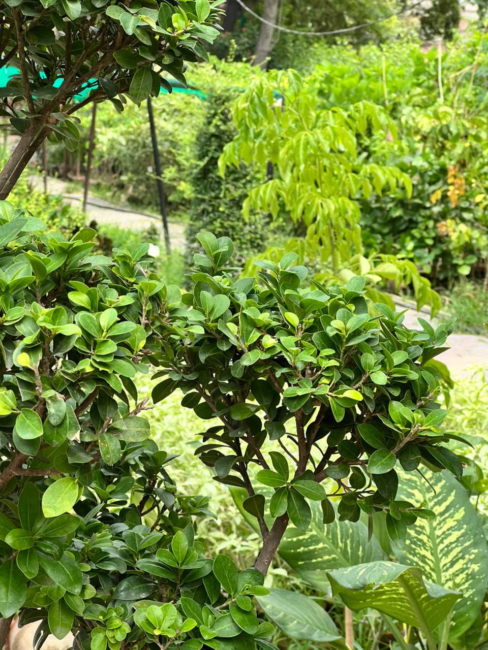 Topiary Ficus Tree in nursery