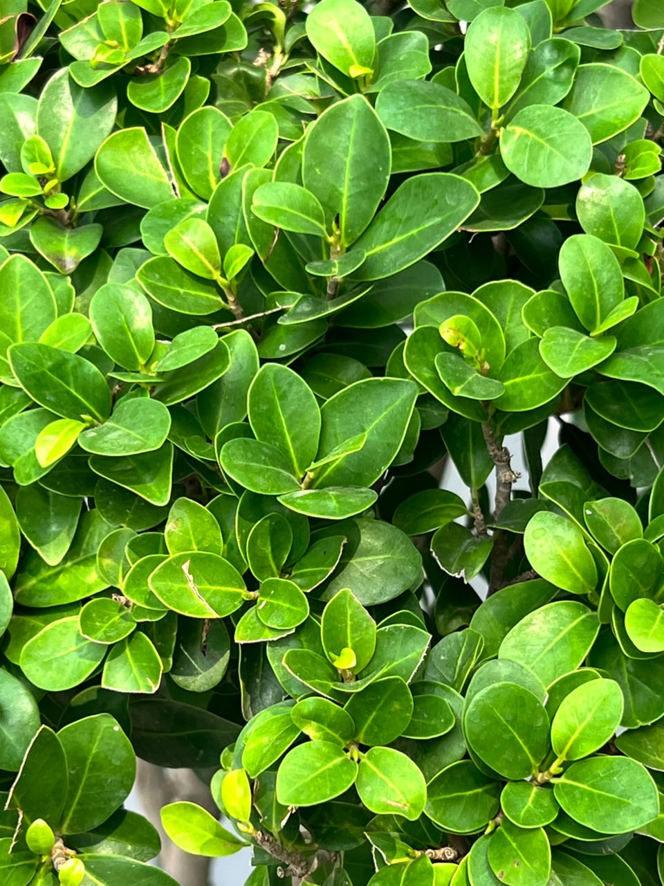 Topiary Ficus glossy green leaves close-up