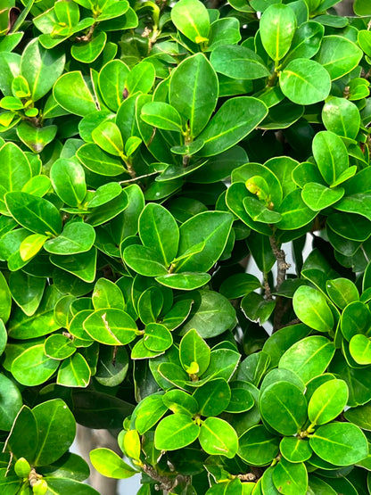 Topiary Ficus glossy green leaves close-up
