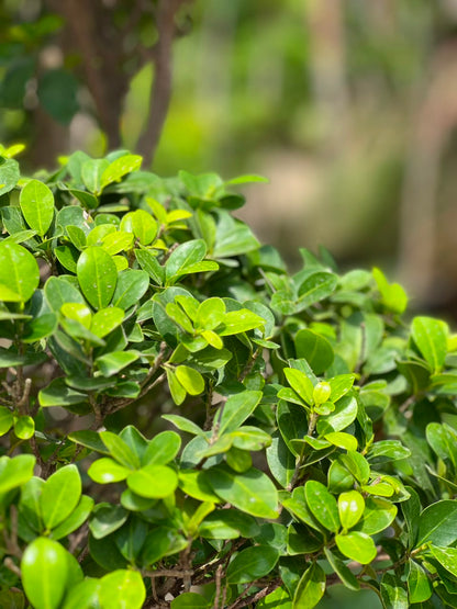 Topiary Ficus dense foliage detail
