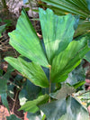 Fish Tail Palm Plant 18 inch