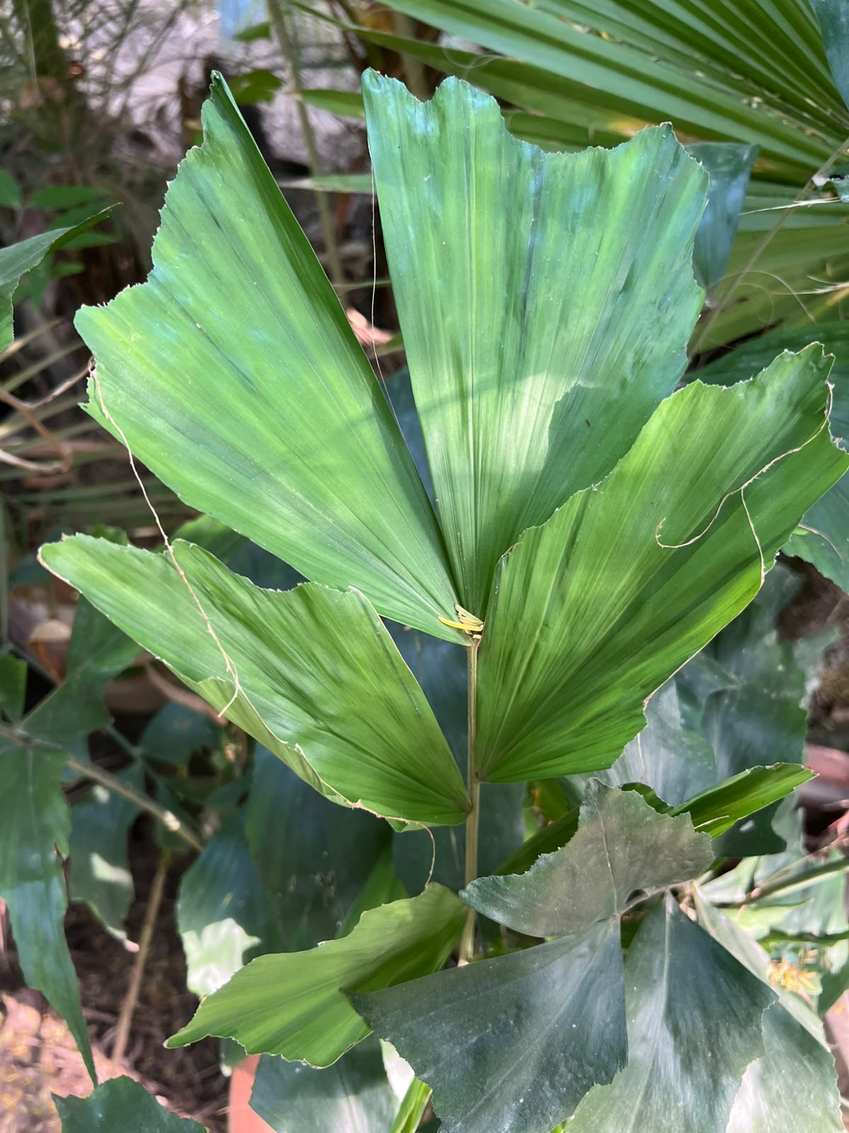 Fish Tail Palm Plant 18 inch
