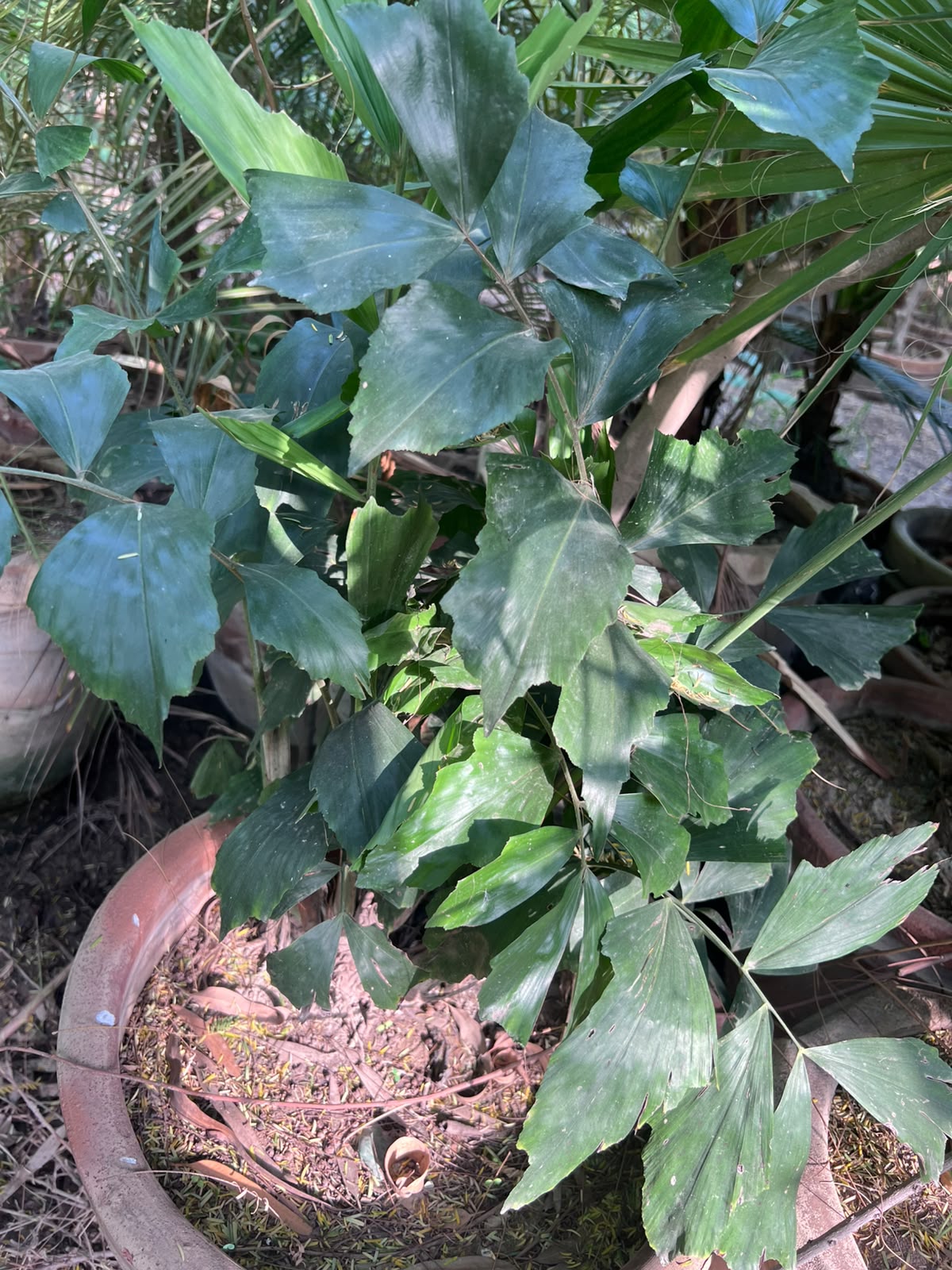 Fish Tail Palm Plant 18 inch