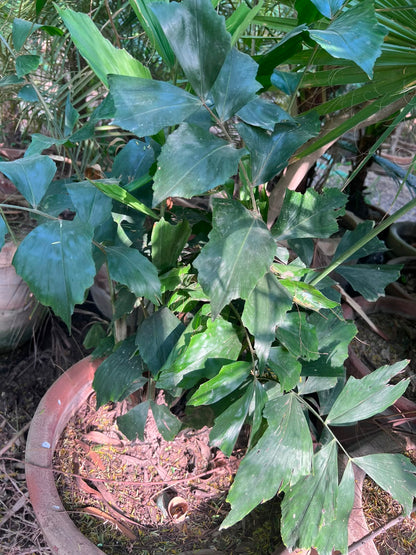 Fish Tail Palm Plant 18 inch