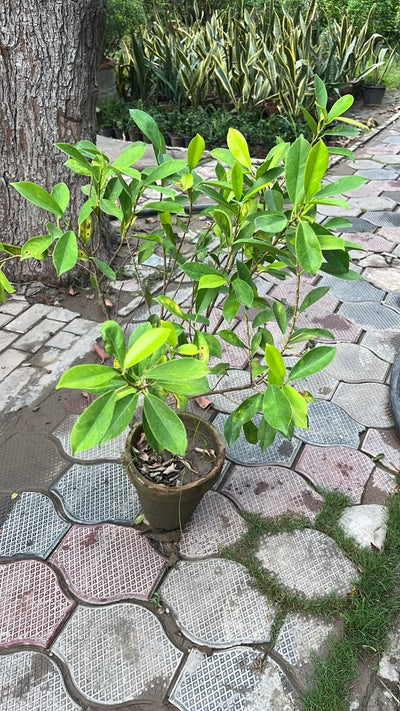 Green Gold Ficus