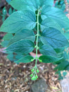 Har Singhaar Plant (Night Jasmine) 18 inch