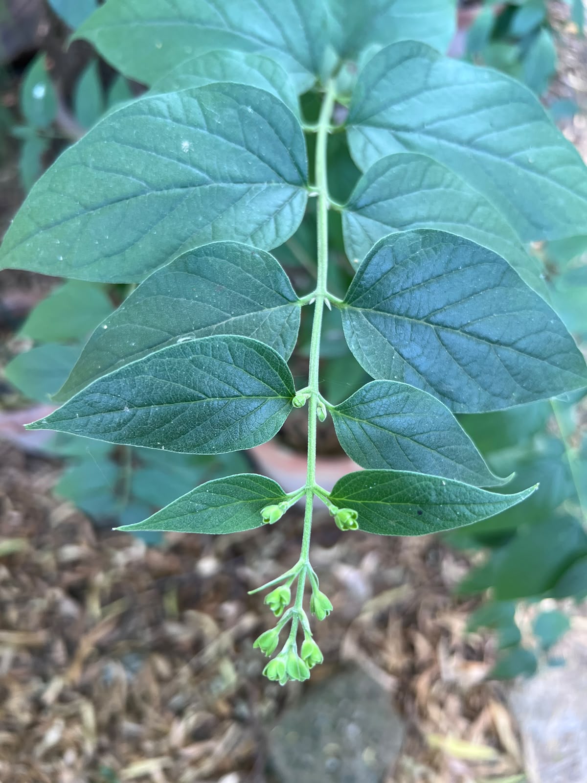 Har Singhaar Plant (Night Jasmine) 18 inch