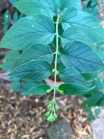 Har Singhaar Plant (Night Jasmine) 18 inch