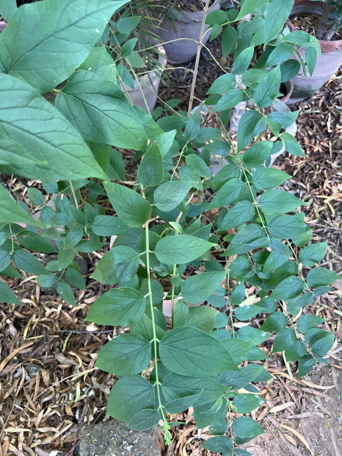 Har Singhaar Plant (Night Jasmine) 18 inch