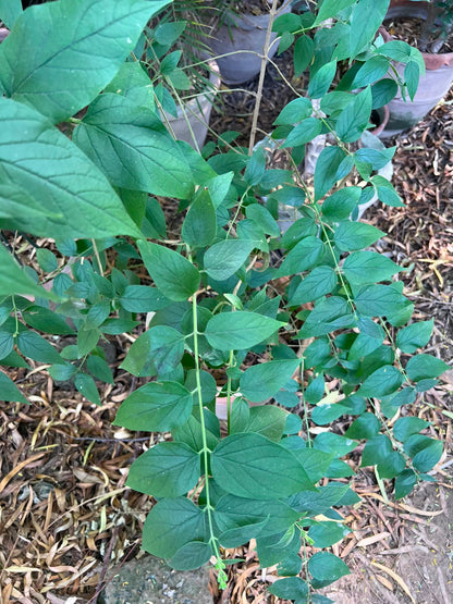 Har Singhaar Plant (Night Jasmine) 18 inch