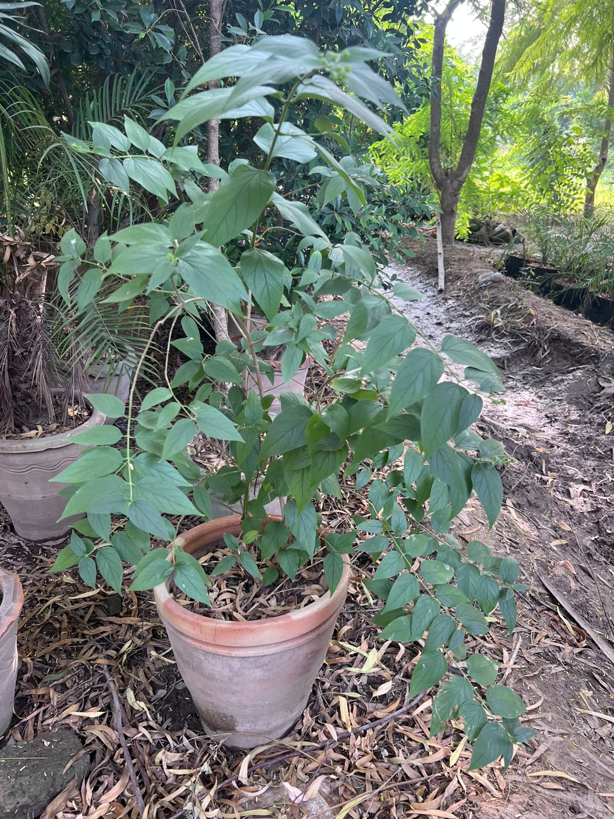 Har Singhaar Plant (Night Jasmine) 18 inch