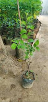 Khobani Plant - Apricot Tree (Prunus armeniaca)