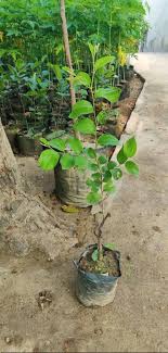 Khobani Plant - Apricot Tree (Prunus armeniaca)