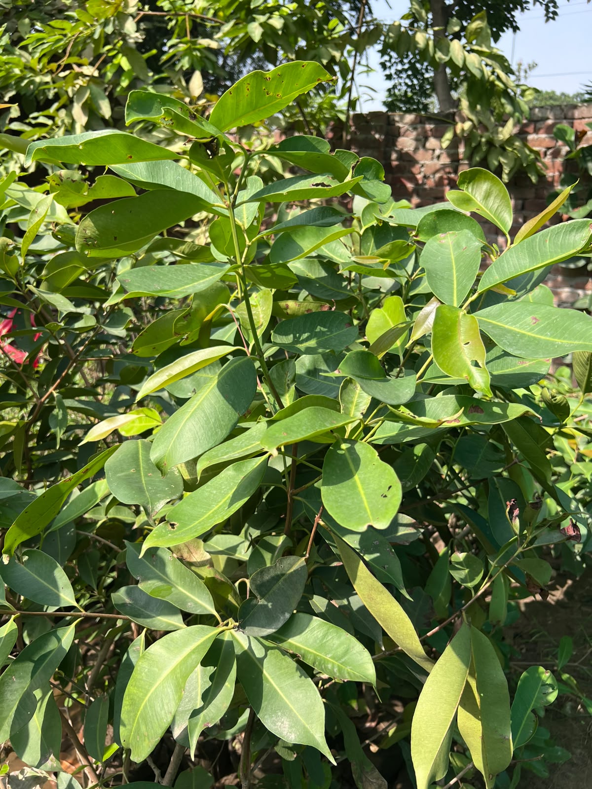 Jamun Plant 12 inch