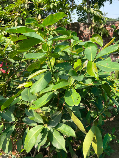 Jamun Plant 12 inch
