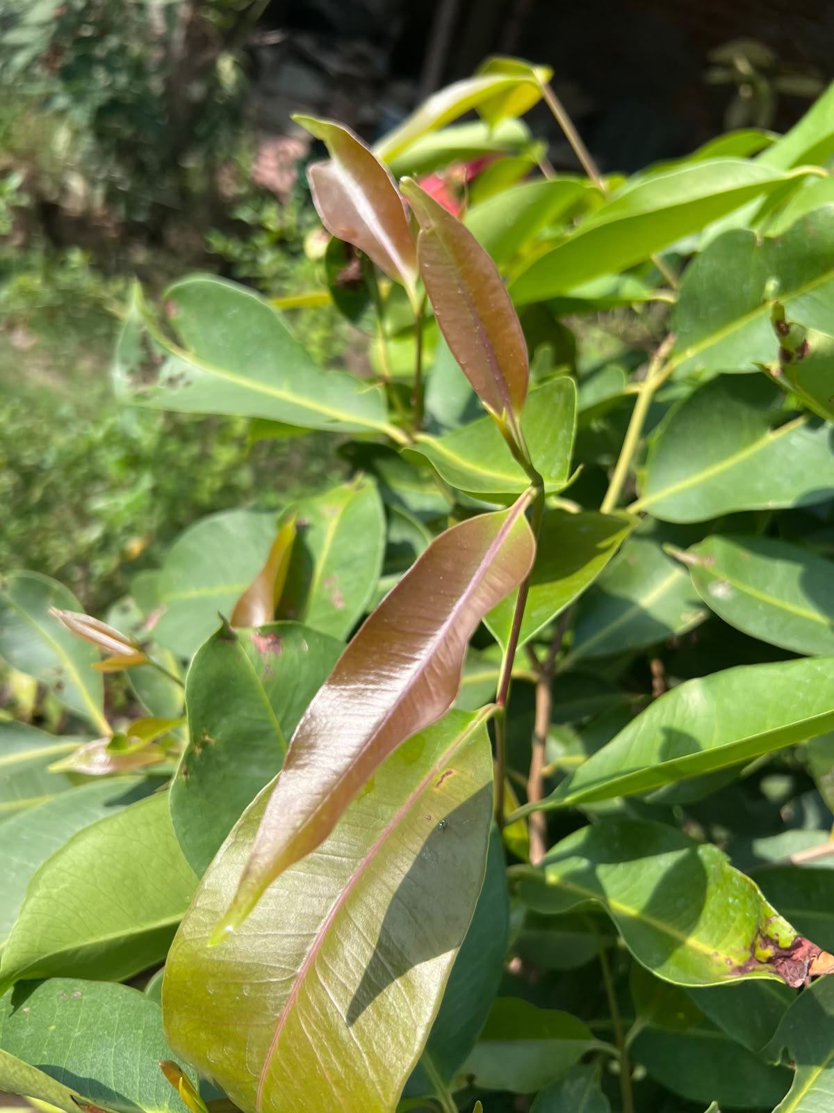 Jamun Plant 12 inch