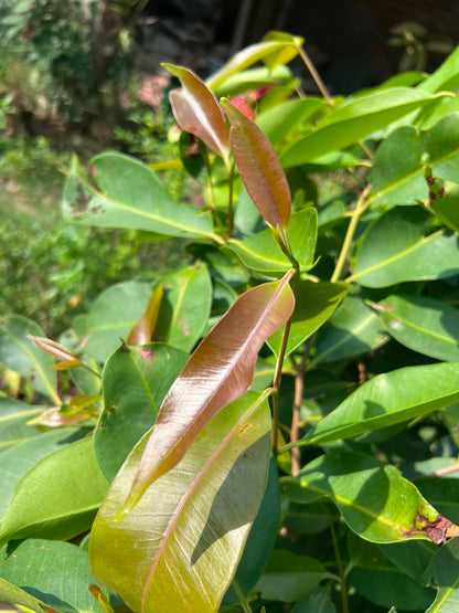 Jamun Plant 12 inch