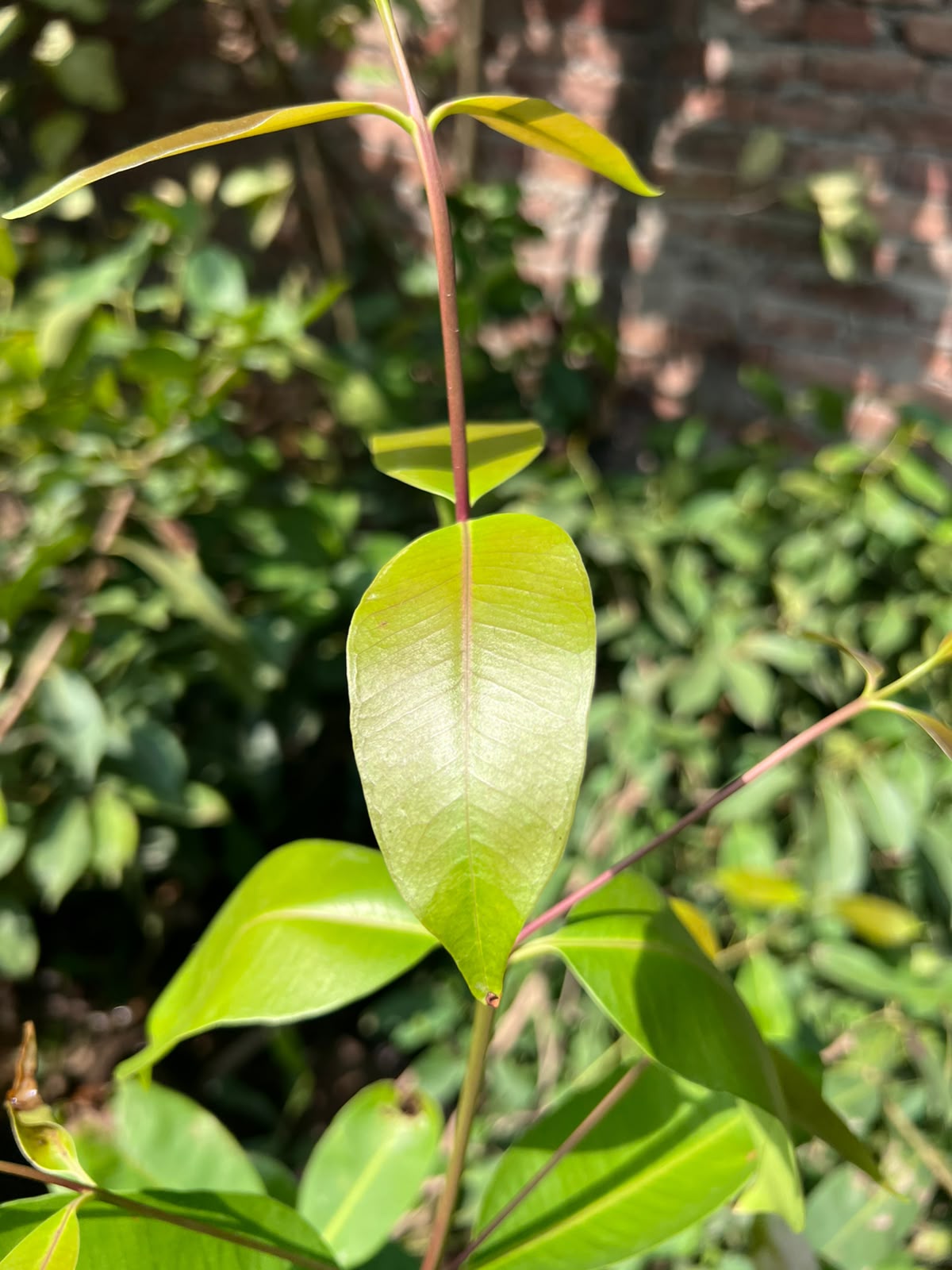 Jamun Plant 12 inch