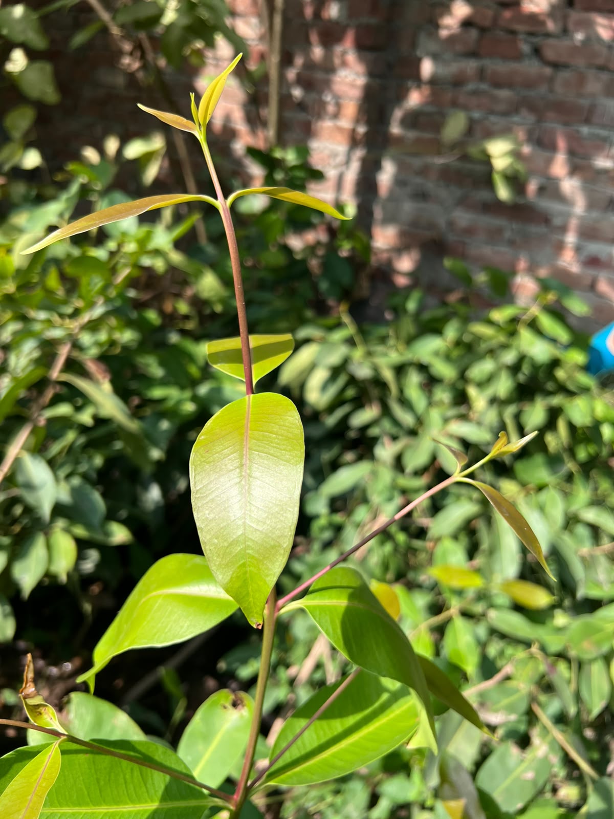 Jamun Plant 12 inch