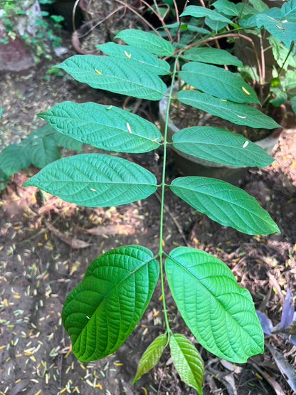 Jhumka Bail climber plant 8 inch