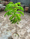 Kari Patta Plant (Curry Leaf Plant)