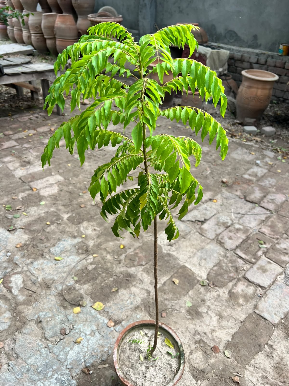 Kari Patta Plant (Curry Leaf Plant)