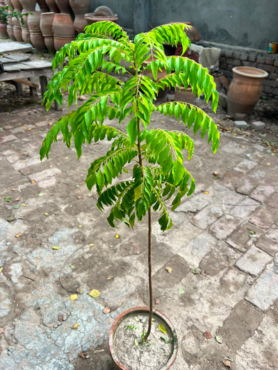 Kari Patta Plant (Curry Leaf Plant)