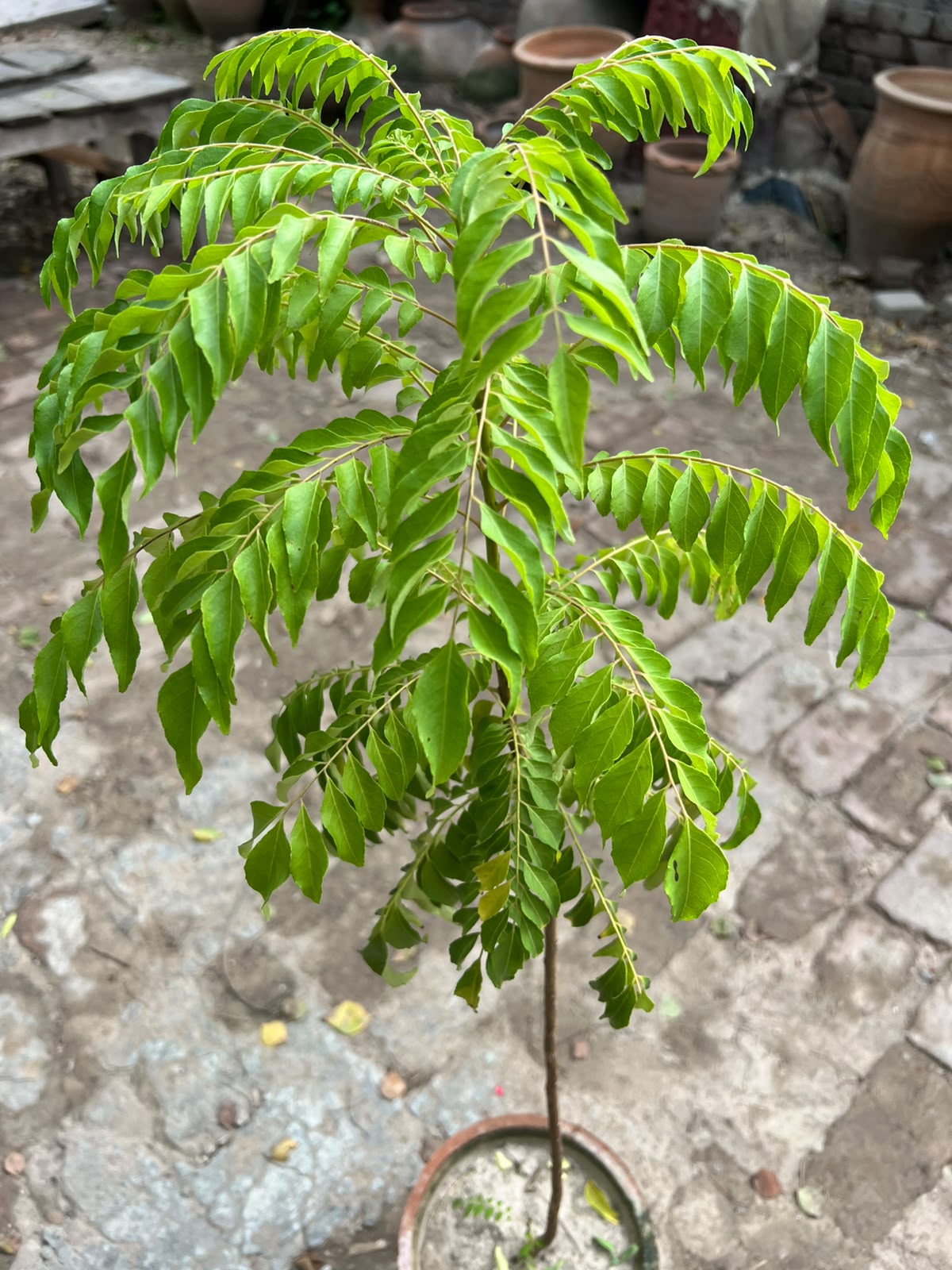 Kari Patta Plant (Curry Leaf Plant)