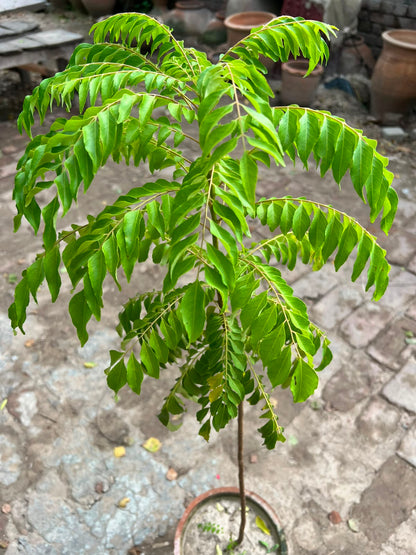 Kari Patta Plant (Curry Leaf Plant)