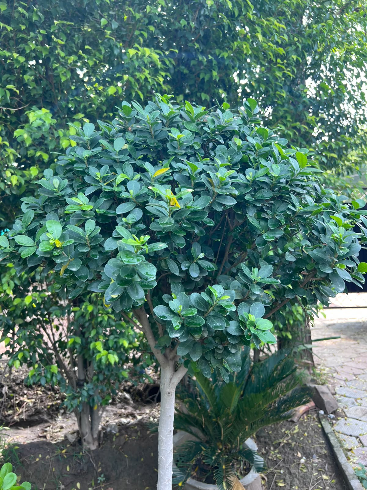 Lollipop Ficus Tree 18 inch