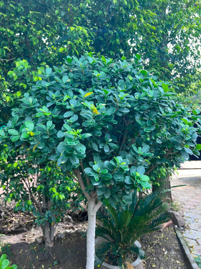 Lollipop Ficus Tree 18 inch