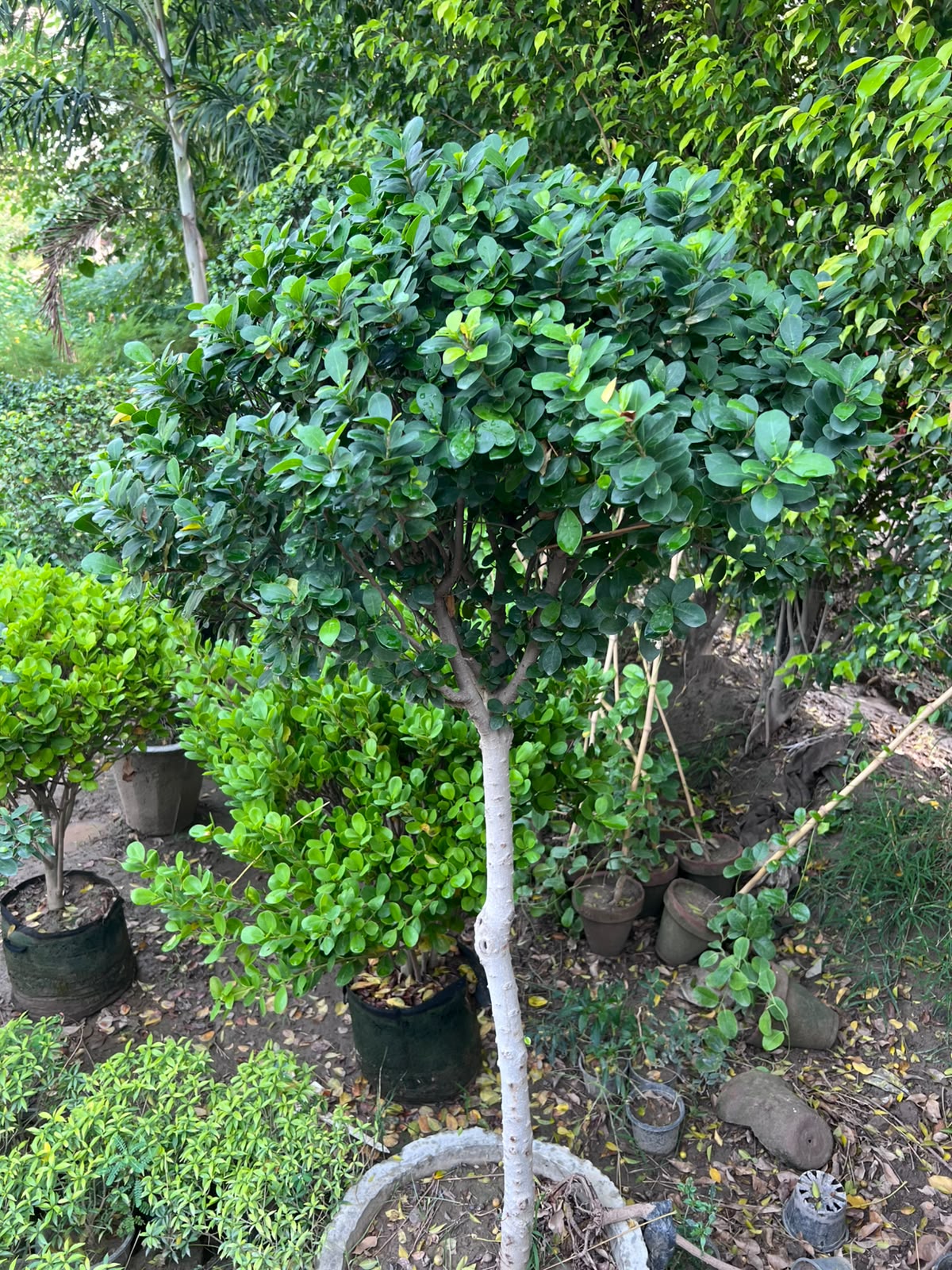 Lollipop Ficus Tree 18 inch