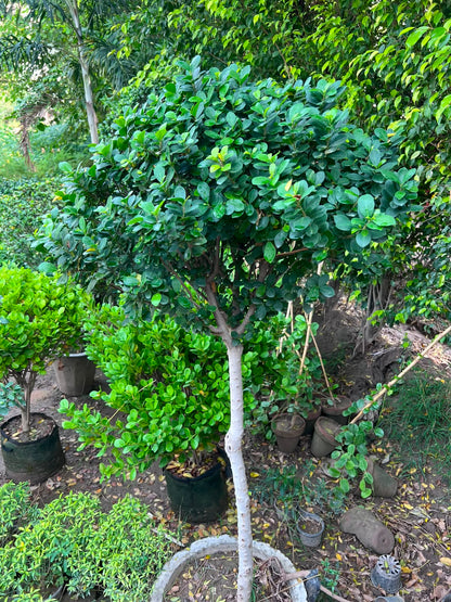 Lollipop Ficus Tree 18 inch