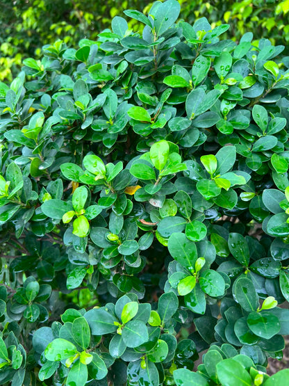 Lollipop Ficus Tree 18 inch