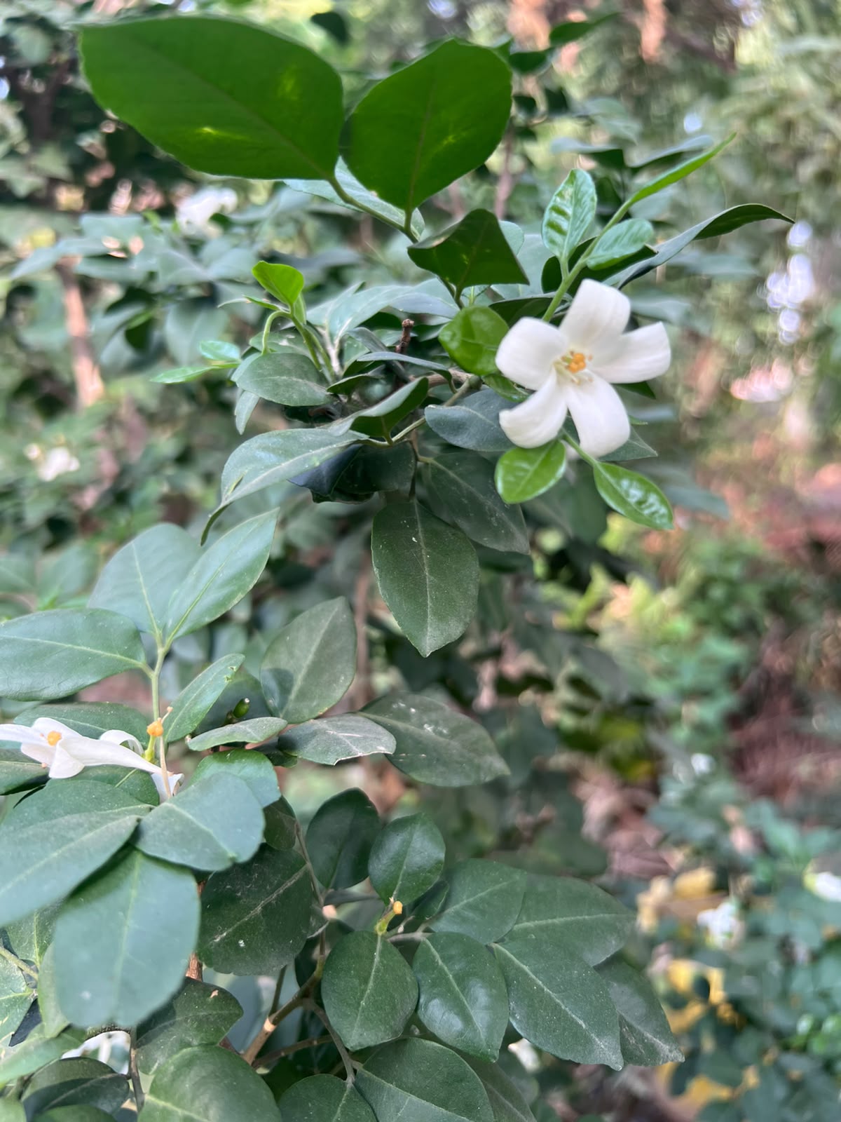 Marwa Plant (Murraya) 18 inch