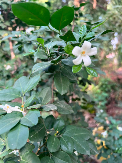 Marwa Plant (Murraya) 18 inch