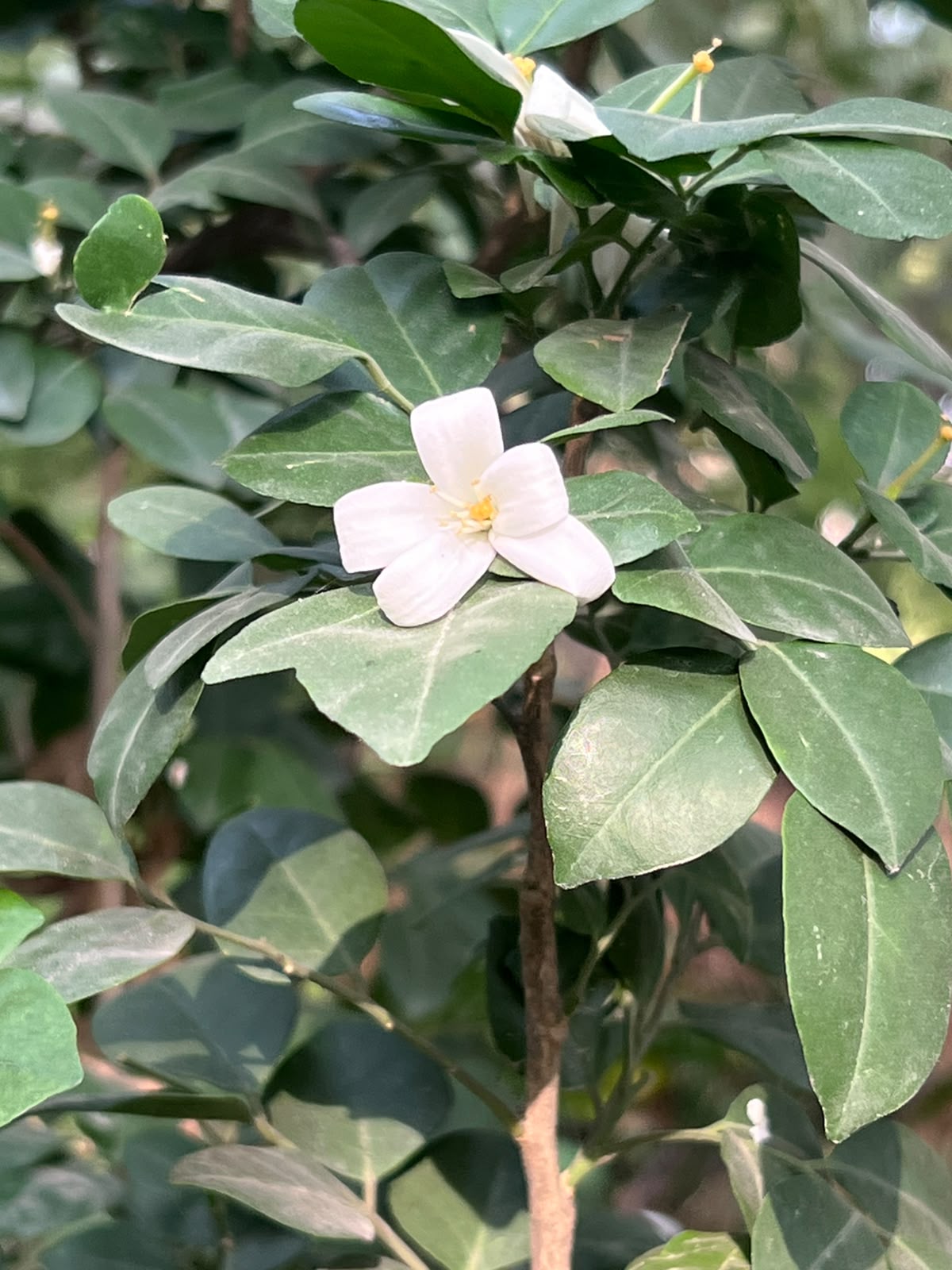 Marwa Plant (Murraya) 18 inch