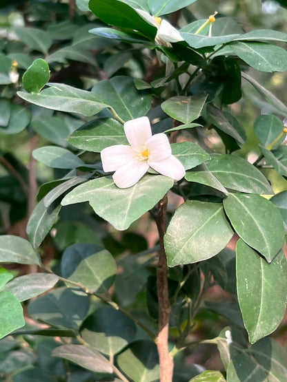Marwa Plant (Murraya) 18 inch