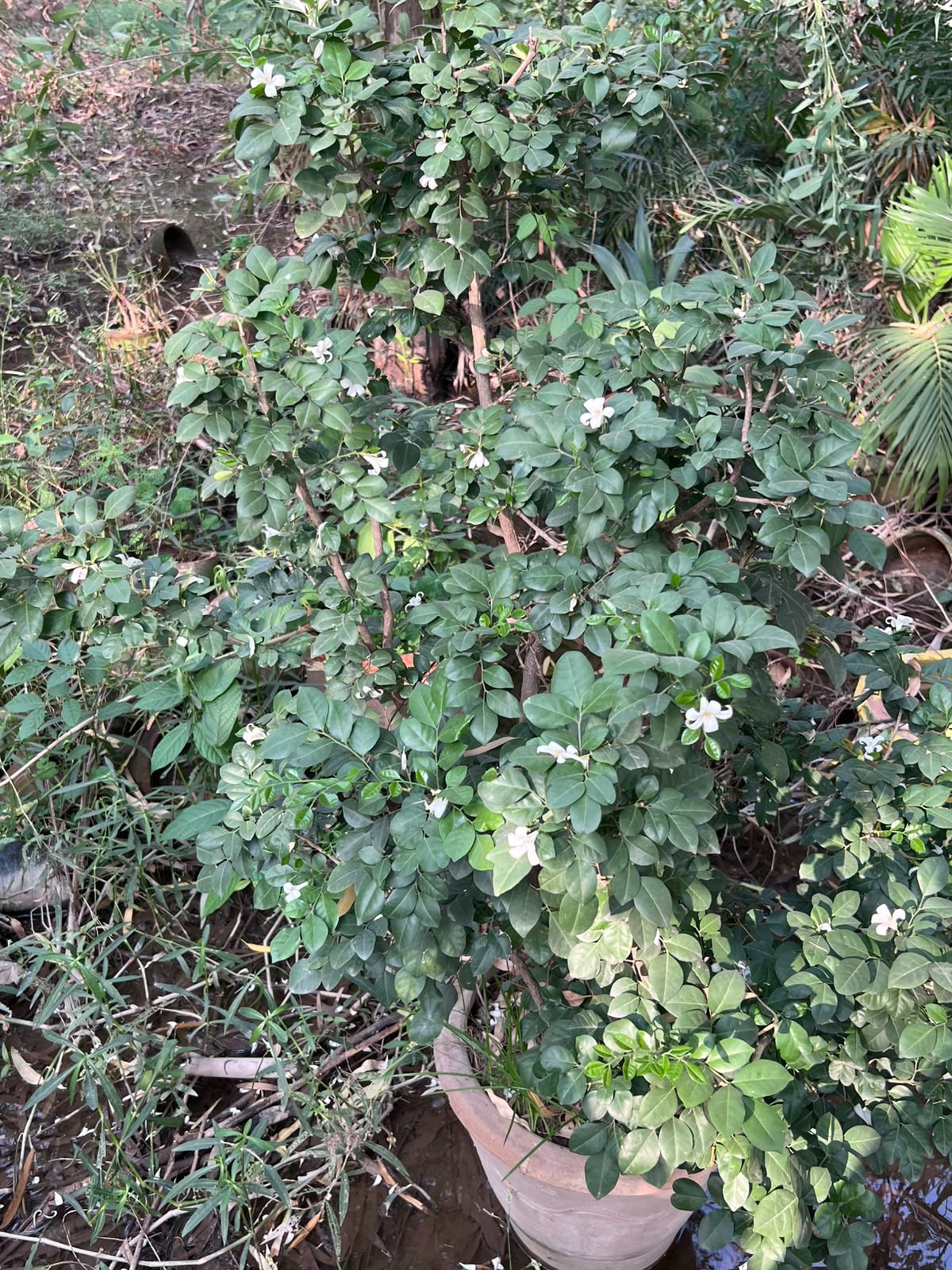 Marwa Plant (Murraya) 18 inch