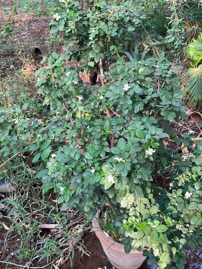 Marwa Plant (Murraya) 18 inch