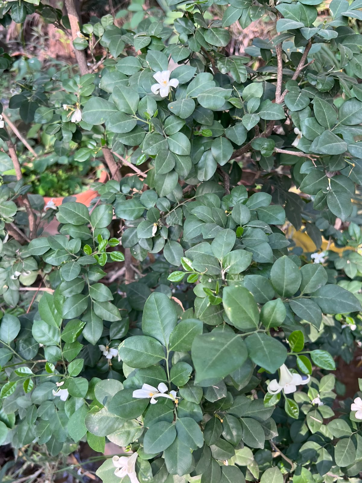 Marwa Plant (Murraya) 18 inch