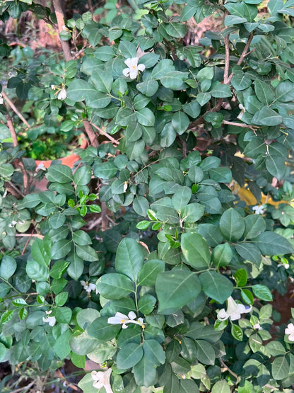 Marwa Plant (Murraya) 18 inch