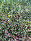 Nanthra Plant (Alternanthera)