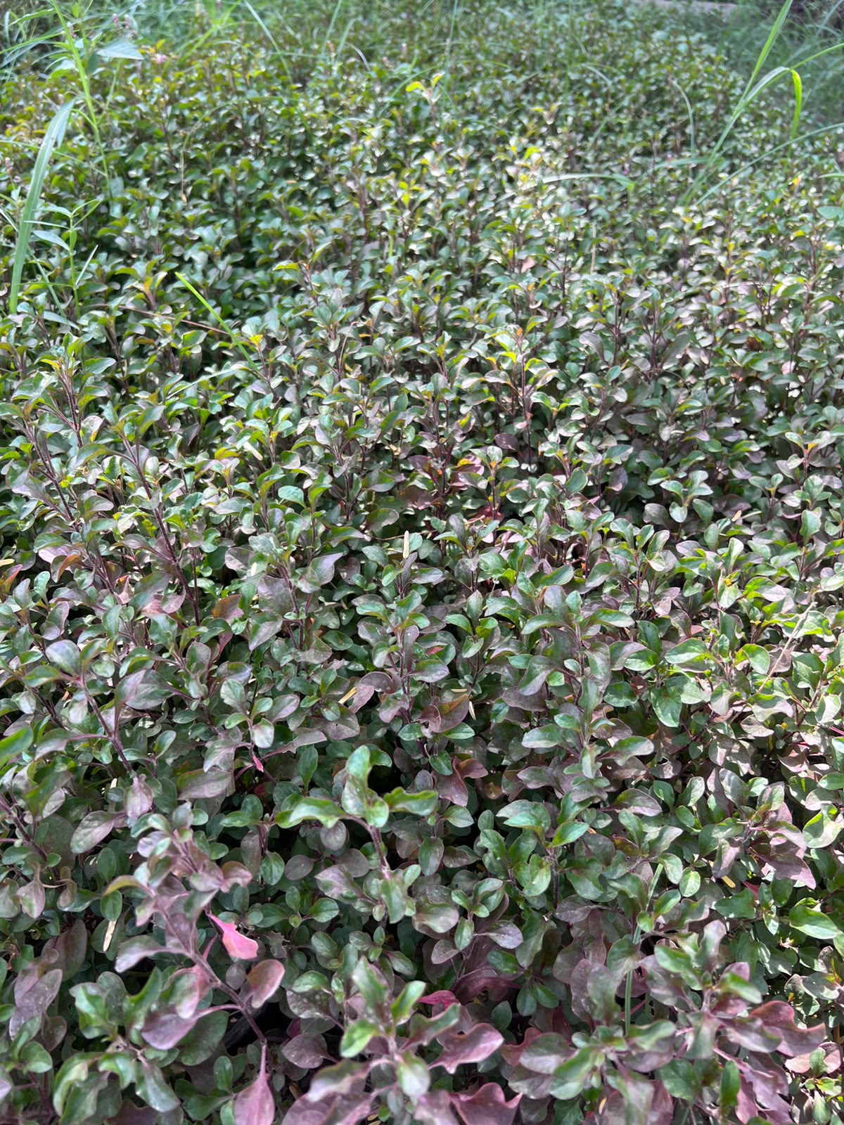 Nanthra Plant (Alternanthera)